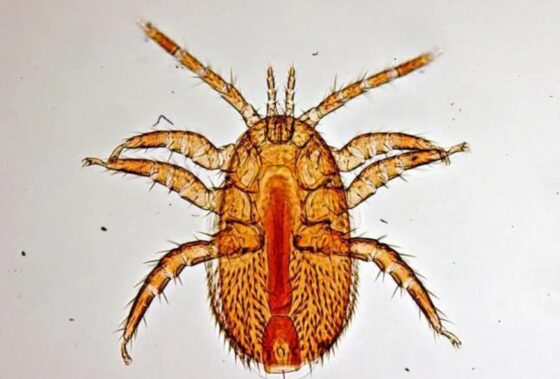 Информације о ширењу Тропилаелапс наметника