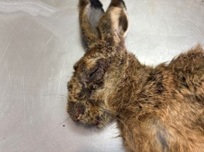 Појава миксоматозе или зечије куге код европског зеца (Lepus europaeus) на подручју Босне и Херцеговине